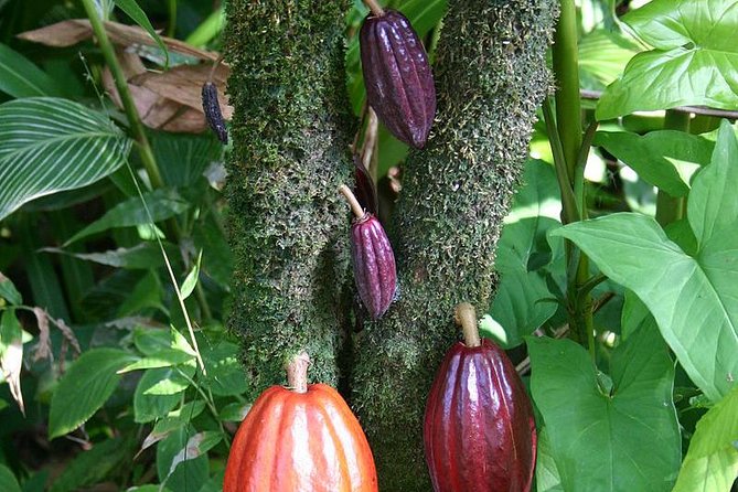 Waterfall, Rainforest, Chocolate Tour & Historical Sites - Who This Tour Fits Best