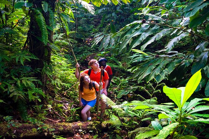 Waterfall, Rainforest, Chocolate Tour & Historical Sites - What the Duration Means: 2 Hours of High-Value Stops