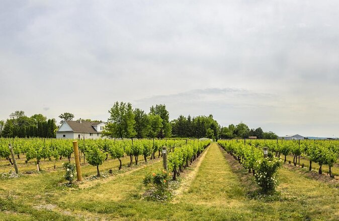 Wine, Cheese, Chocolate 6 Hour Tasting Tour with Lunch - Key highlights to know before you go