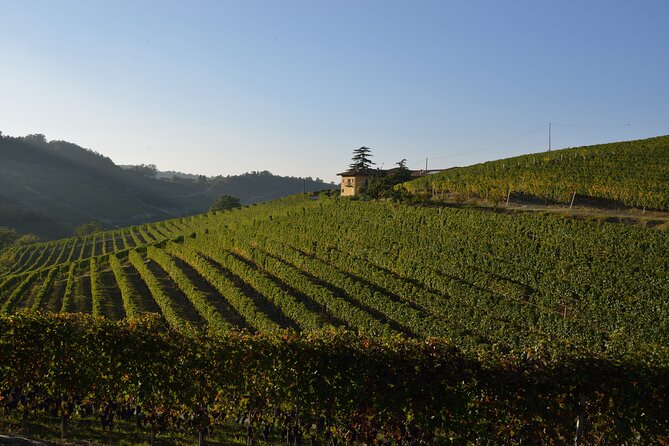 Wine & Chocolate Tour and Tasting in Alba area - Winery Tour: From Steel Tanks to Aging Barrels