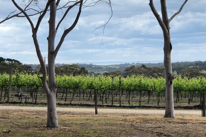 Yarra Valley Wine Tour inc lunch with a glass of wine, tastings and chocolate - Stop 1: Helen’s Hill Estate for a rustic 30-minute tasting