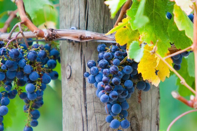 Yarra Valley Wine Tour inc lunch with a glass of wine, tastings and chocolate - Stop 3: Rochford Wines Yarra Valley for lunch with a glass of wine