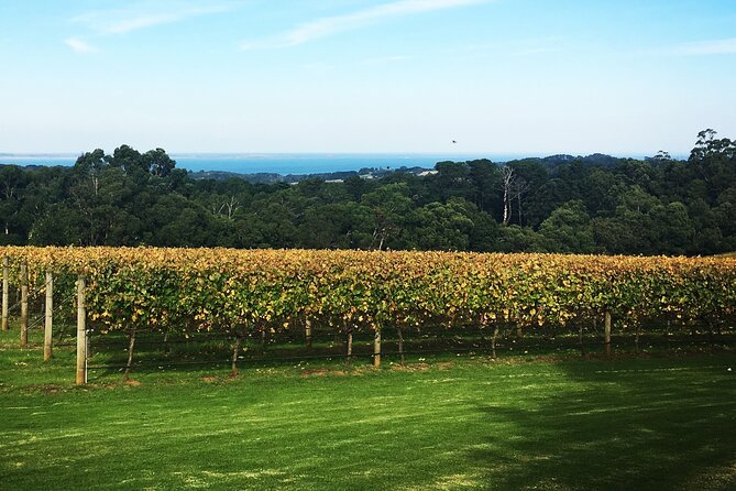 Yarra Valley Wine Tour inc lunch with a glass of wine, tastings and chocolate - Stop 4: St Huberts Cellar Door for a short boutique tasting