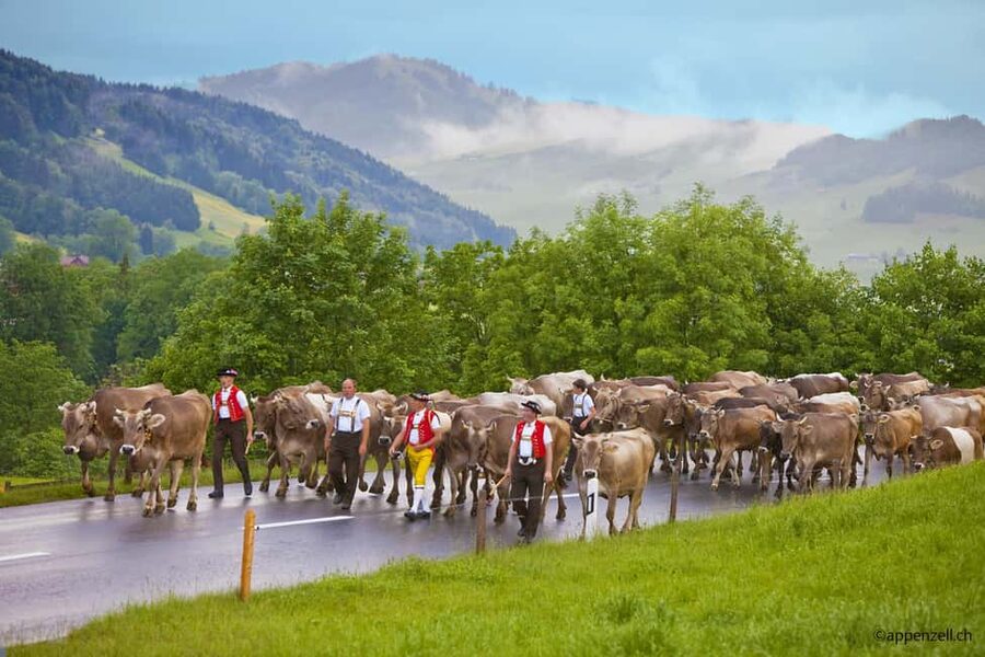 Zurich Open-top Tour and Chocolate and Cheese Countryside - Price and value: is $123 a fair deal?